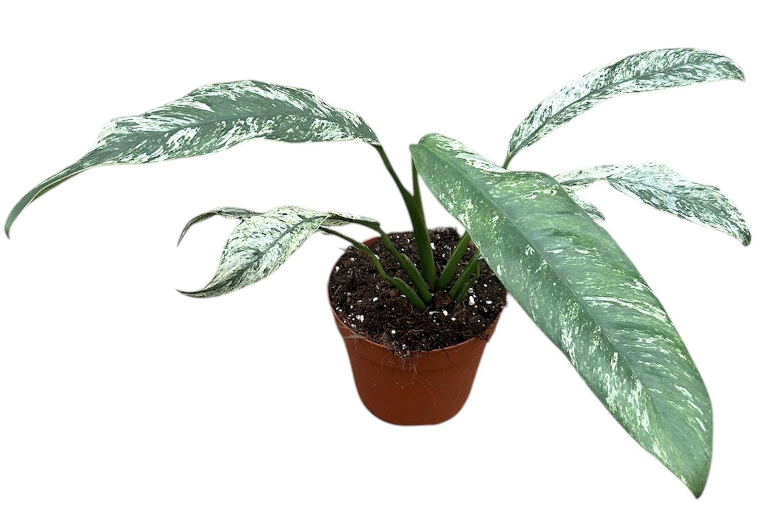 Горшечные цветы и растения оптом Epipremnum Giganteum Marble Variegata от 1шт из Голландии с доставкой по России