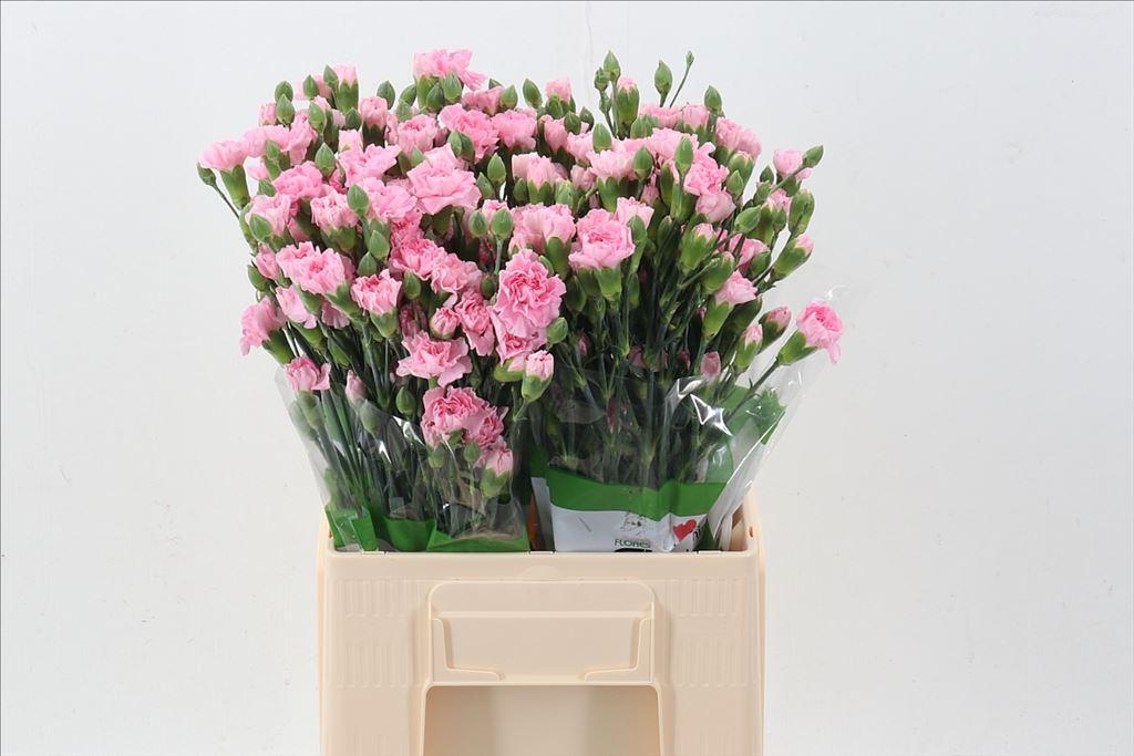 Срезанные цветы оптом Dianthus sp roxanne от 80шт из Голландии с доставкой по России