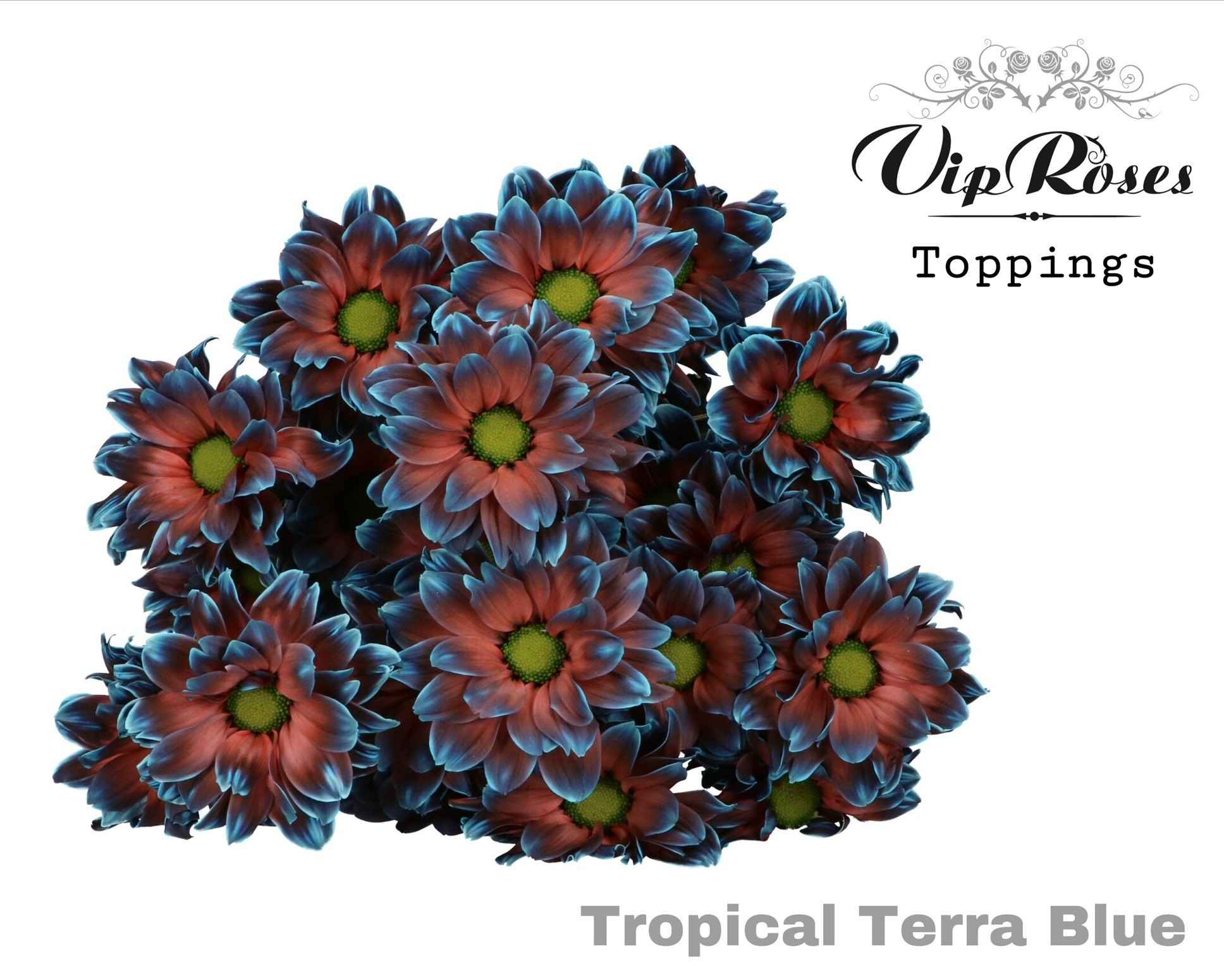 Срезанные цветы оптом Chrys sp paint tropical terra blue от 20шт из Голландии с доставкой по России