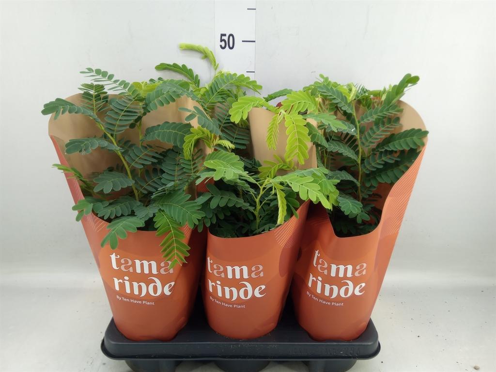 Горшечные цветы и растения оптом Tamarindus Indica от 6шт из Голландии с доставкой по России