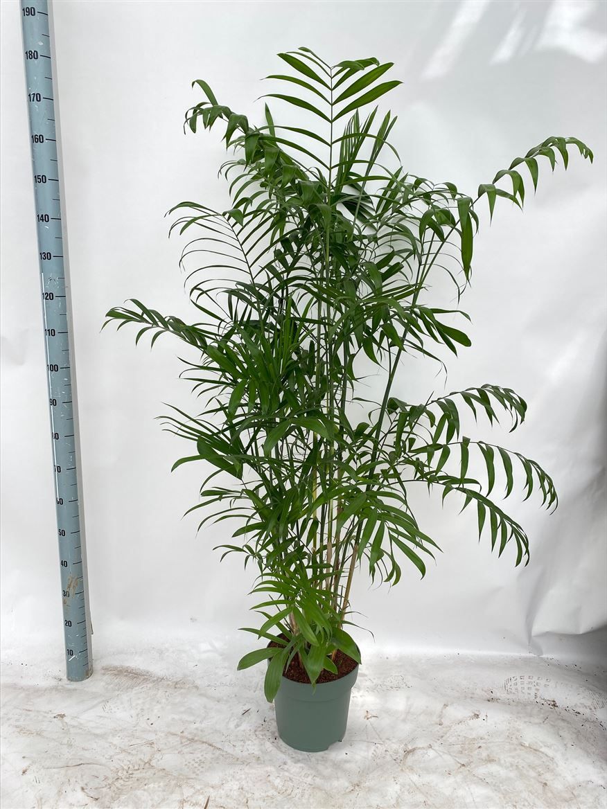 Горшечные цветы и растения оптом Chamaedorea Seifrizii от 1шт из Голландии с доставкой по России