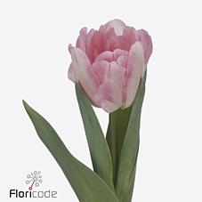 Срезанные цветы оптом Tulipa do foxtrot от 50шт из Голландии с доставкой по России