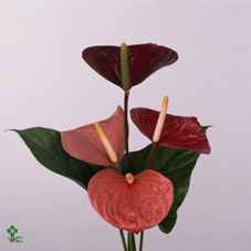 Срезанные цветы оптом Anthurium love mix от 20шт из Голландии с доставкой по России