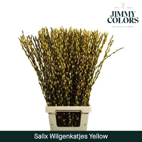 Срезанные цветы оптом Salix paint pussy willow yellow от 200шт из Голландии с доставкой по России