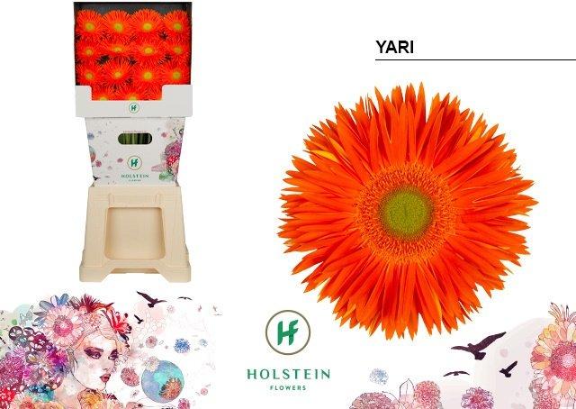Срезанные цветы оптом Gerbera diamond yari+ от 45шт. из Голландии с доставкой по России