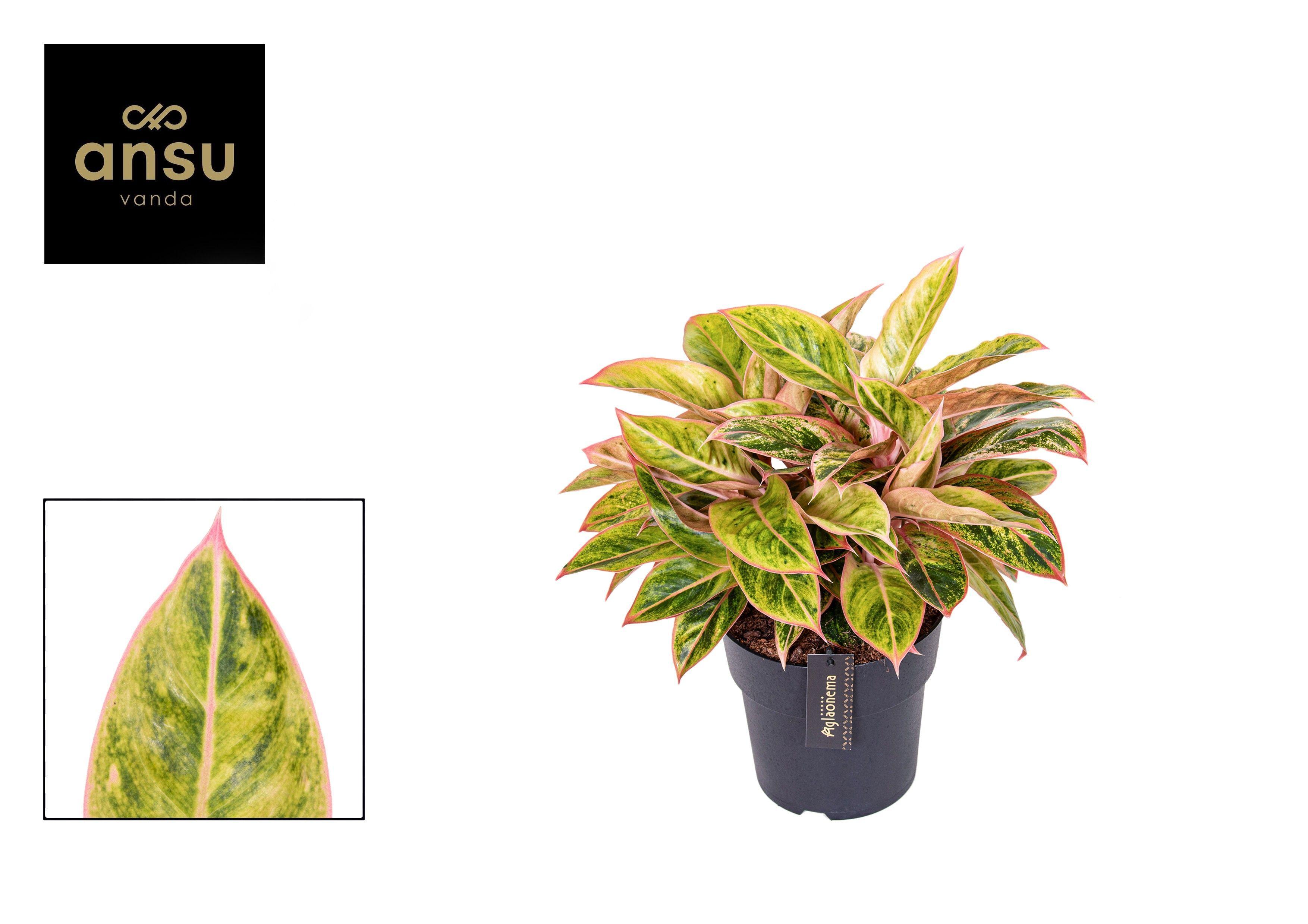 Горшечные цветы и растения оптом Aglaonema Salmon Fantasy от 3шт из Голландии с доставкой по России