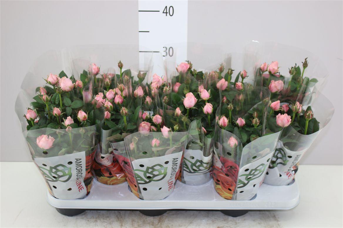 Горшечные цветы и растения оптом Rosa Infinity Roze от 12шт из Голландии с доставкой по России