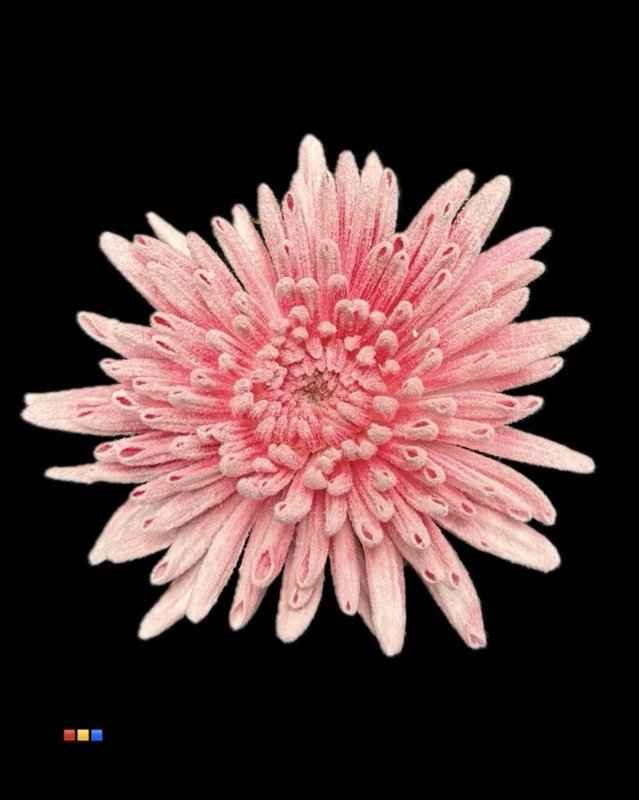 Срезанные цветы оптом Chrys bl paint anastasia snow cerise от 40шт из Голландии с доставкой по России