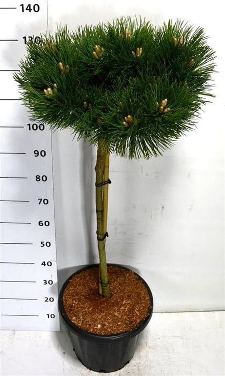 Горшечные цветы и растения оптом Pinus Nigra Keightly Broom On Stem от 1шт из Голландии с доставкой по России