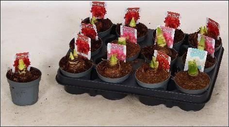 Горшечные цветы и растения оптом Hipp Ov от 12шт (для телеги) из Голландии с доставкой по России