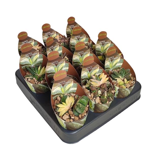 Горшечные цветы и растения оптом Gasteria Verrucosa Variegata Potcover от 12шт (для телеги) из Голландии с доставкой по России