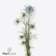 Срезанные цветы оптом Nigella sky blue от 100шт из Голландии с доставкой по России