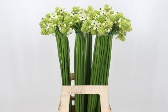 Срезанные цветы оптом Ornithogalum saundersiae от 100шт из Голландии с доставкой по России