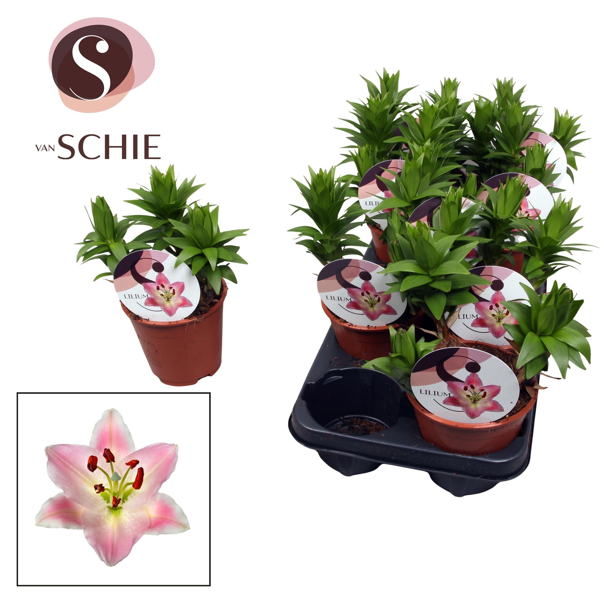 Горшечные цветы и растения оптом Lilium Or Souvenier 3pp (watch Me Grow) от 9шт из Голландии с доставкой по России