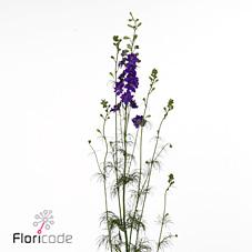 Срезанные цветы оптом Delphinium la qis blue dark (consolida) от 100шт из Голландии с доставкой по России
