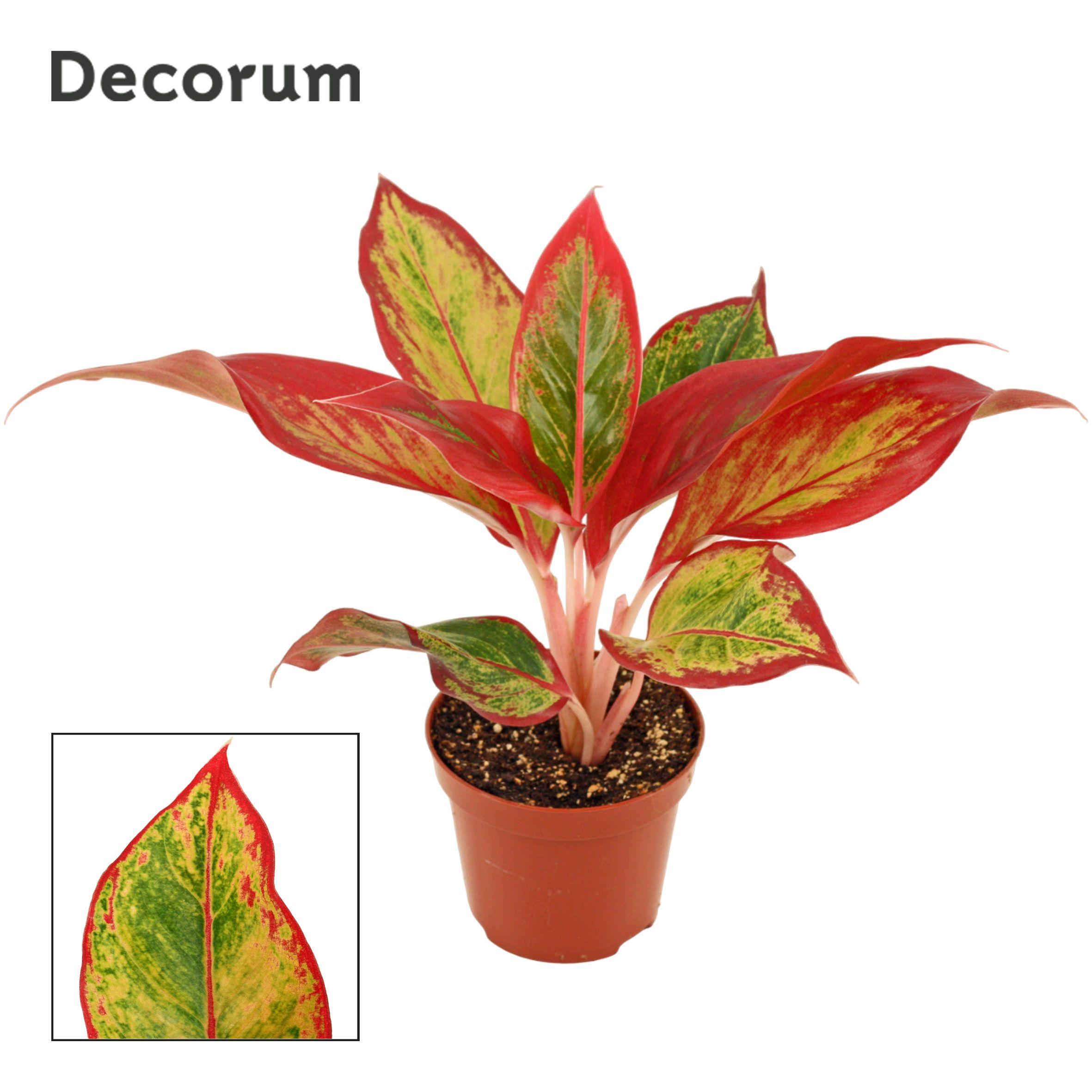 Горшечные цветы и растения оптом Aglaonema Red Fire (decorum) от 18шт (для телеги) из Голландии с доставкой по России