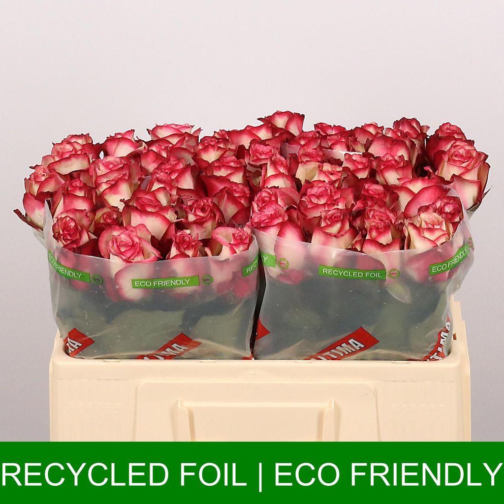 Срезанные цветы оптом Rosa large paloma от 50шт из Голландии с доставкой по России