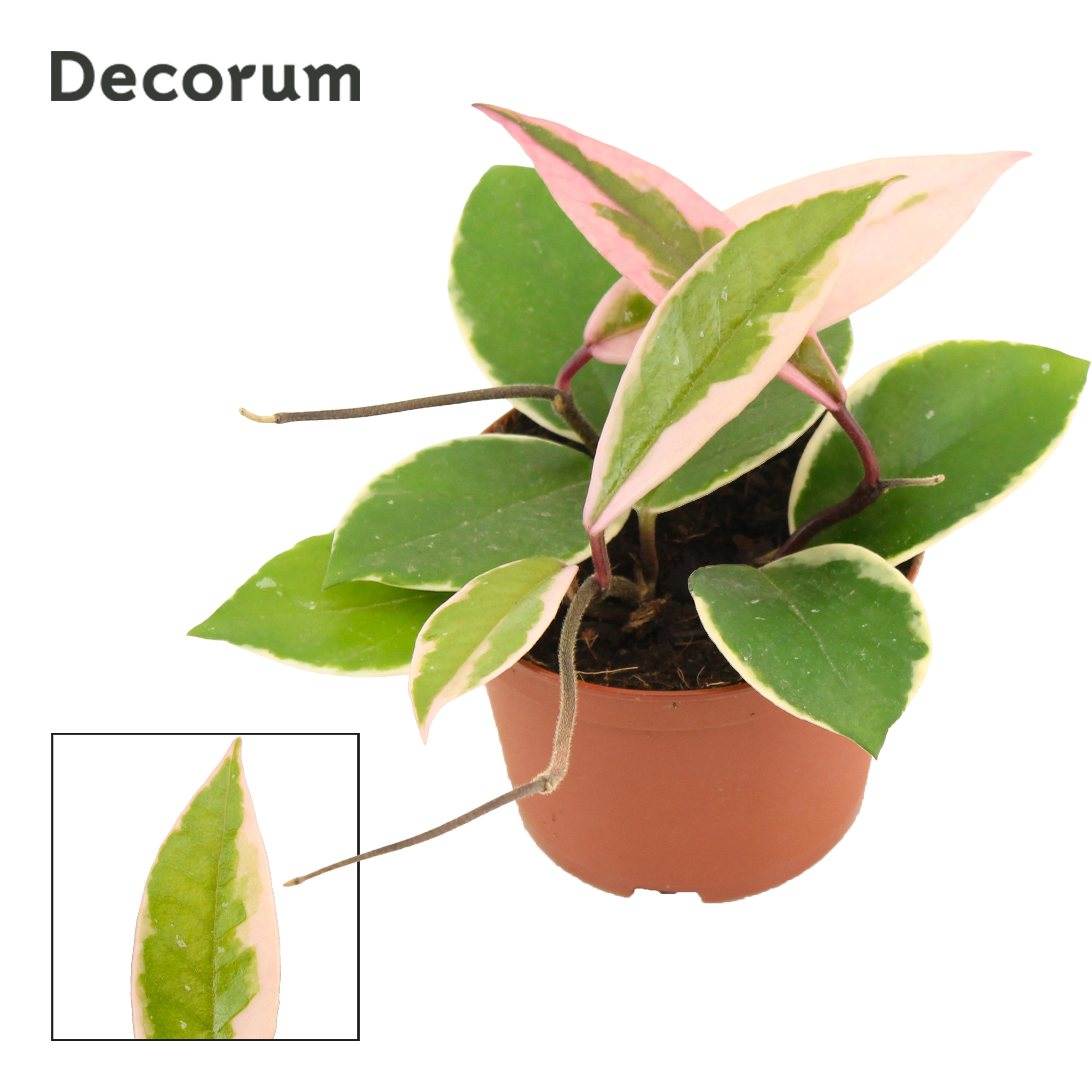 Горшечные цветы и растения оптом Hoya Carnosa Flaminga Dream (decorum) от 18шт (для телеги) из Голландии с доставкой по России