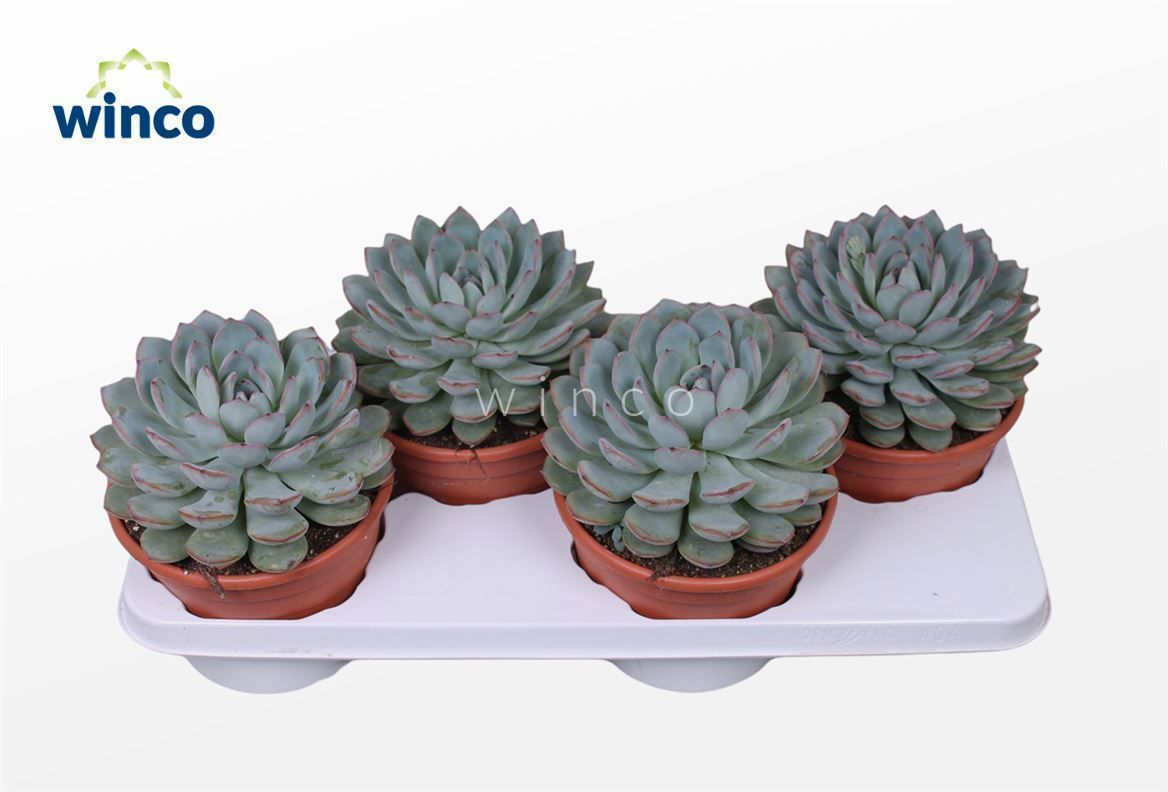 Горшечные цветы и растения оптом Echeveria Pink Edge от 3шт из Голландии с доставкой по России