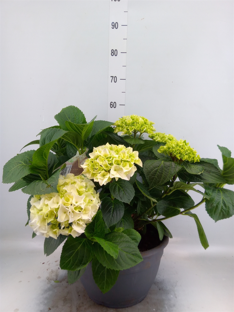 Горшечные цветы и растения оптом Hydrangea Mac. от 1шт из Голландии с доставкой по России