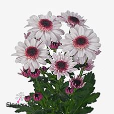 Срезанные цветы оптом Chrys sp stresa от 80шт из Голландии с доставкой по России