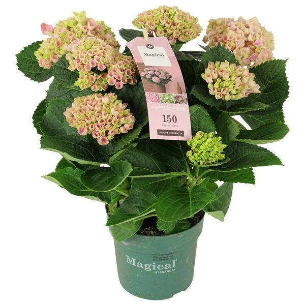 Горшечные цветы и растения оптом Hydrangea Ma Magical Revolution Pink 9+ от 6шт из Голландии с доставкой по России
