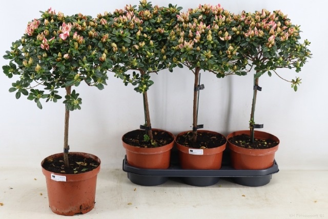 Горшечные цветы и растения оптом Rhodo Ov от 3шт из Голландии с доставкой по России