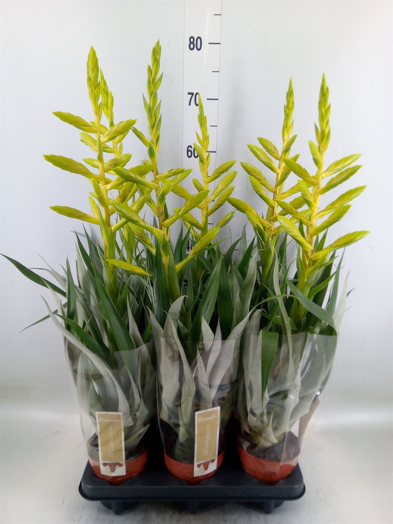 Горшечные цветы и растения оптом Tillandsia Oerstediana от 6шт из Голландии с доставкой по России