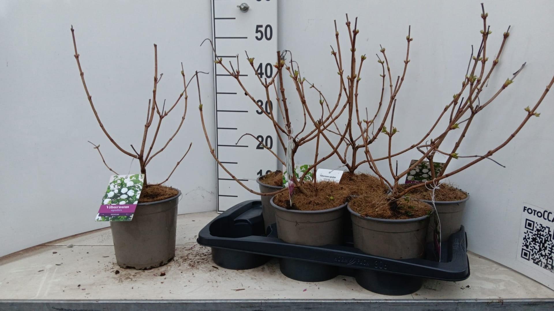 Горшечные цветы и растения оптом Vibu Op Roseum от 6шт из Голландии с доставкой по России