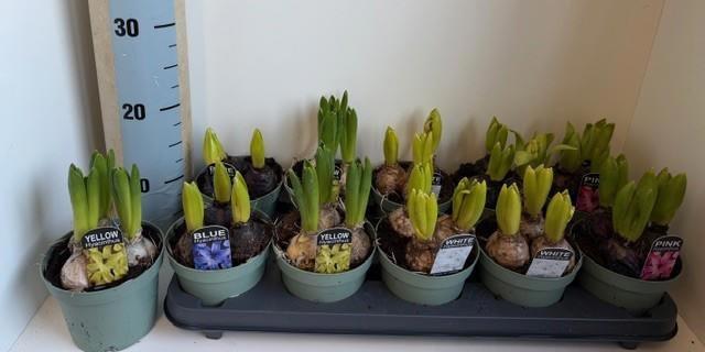 Горшечные цветы и растения оптом Hyacin Oriental Gem от 10шт из Голландии с доставкой по России