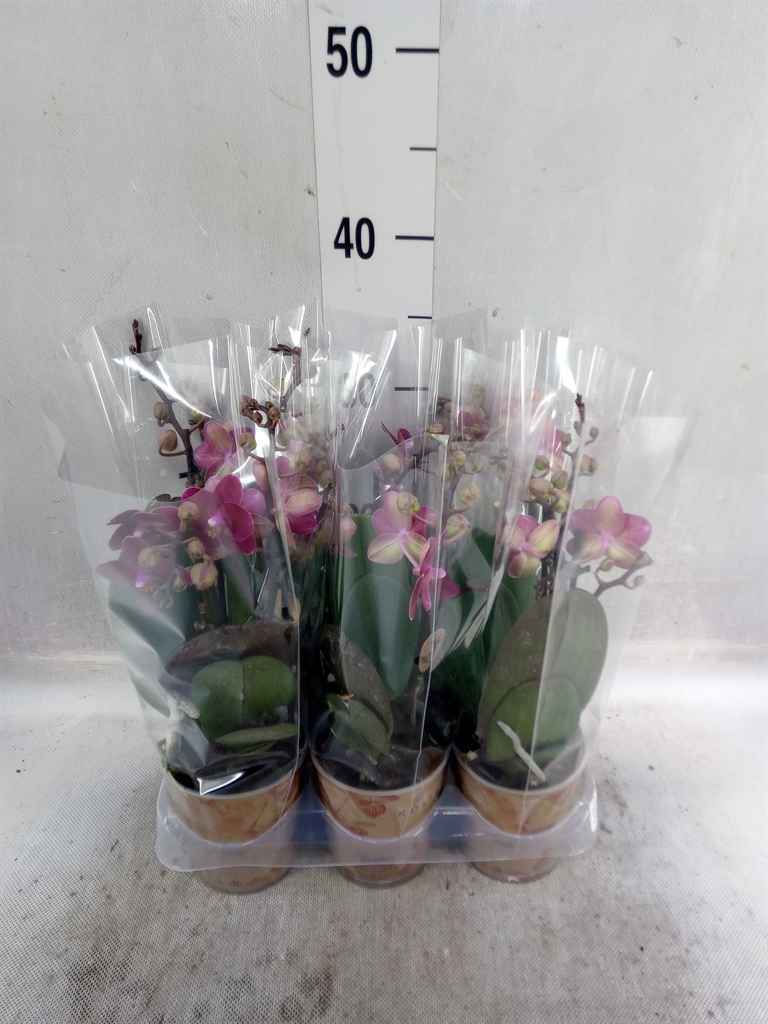 Горшечные цветы и растения оптом Phalaenopsis Multi.   ...red от 6шт из Голландии с доставкой по России