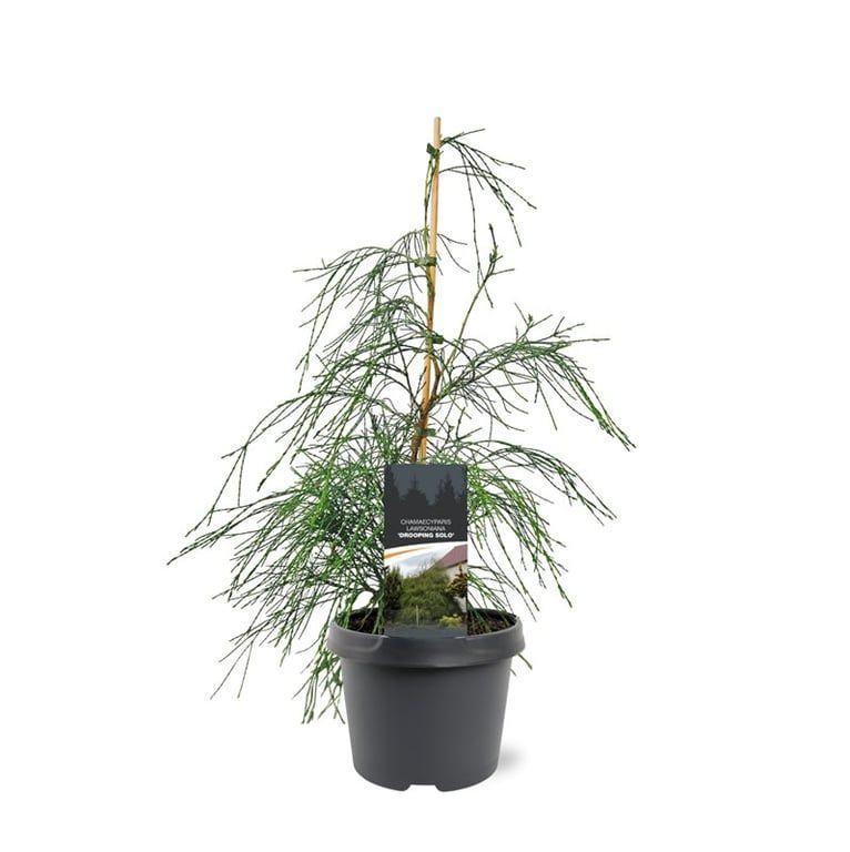 Горшечные цветы и растения оптом Chamaecyparis Laws Drooping Solo от 1шт из Голландии с доставкой по России
