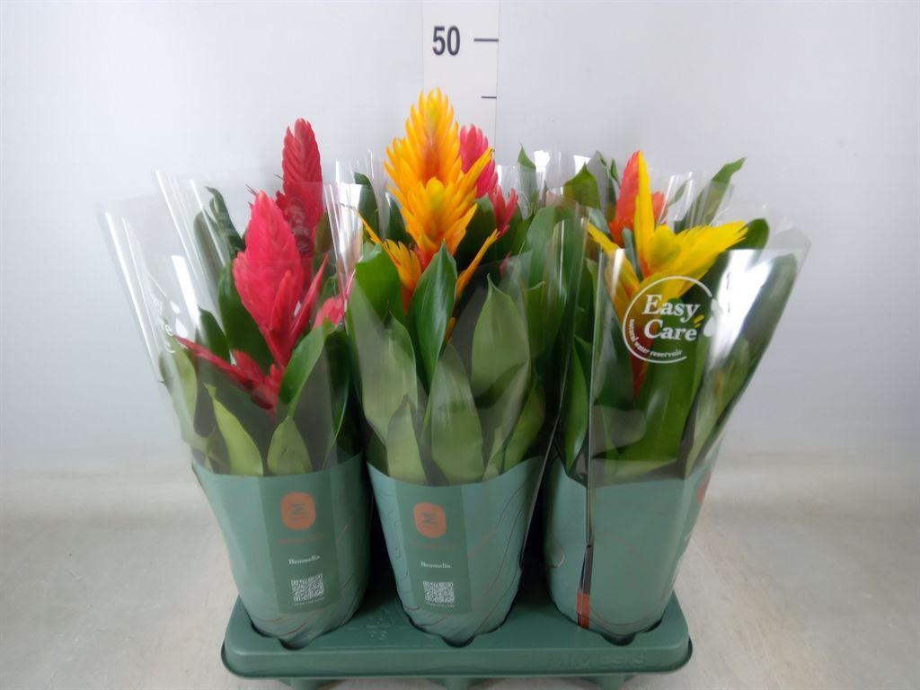 Горшечные цветы и растения оптом Vriesea   ...mix от 6шт из Голландии с доставкой по России