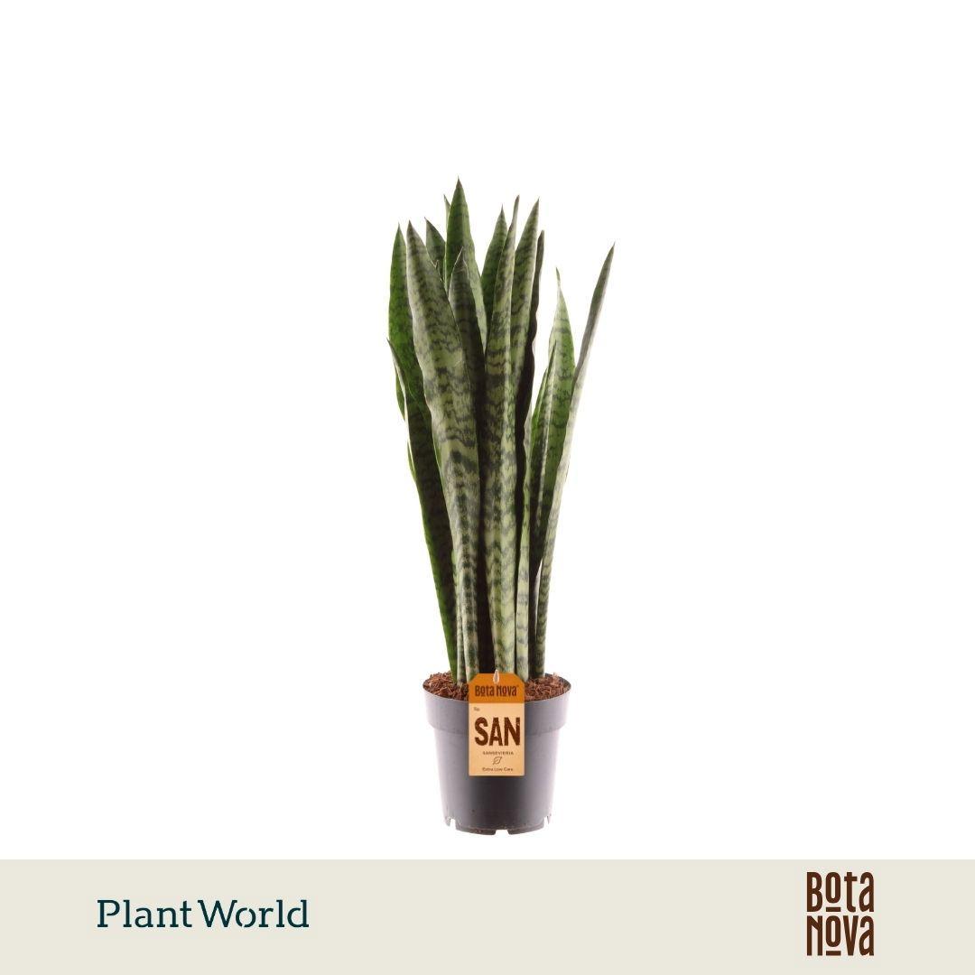 Горшечные цветы и растения оптом Sansevieria Zeylanica] от 7шт из Голландии с доставкой по России
