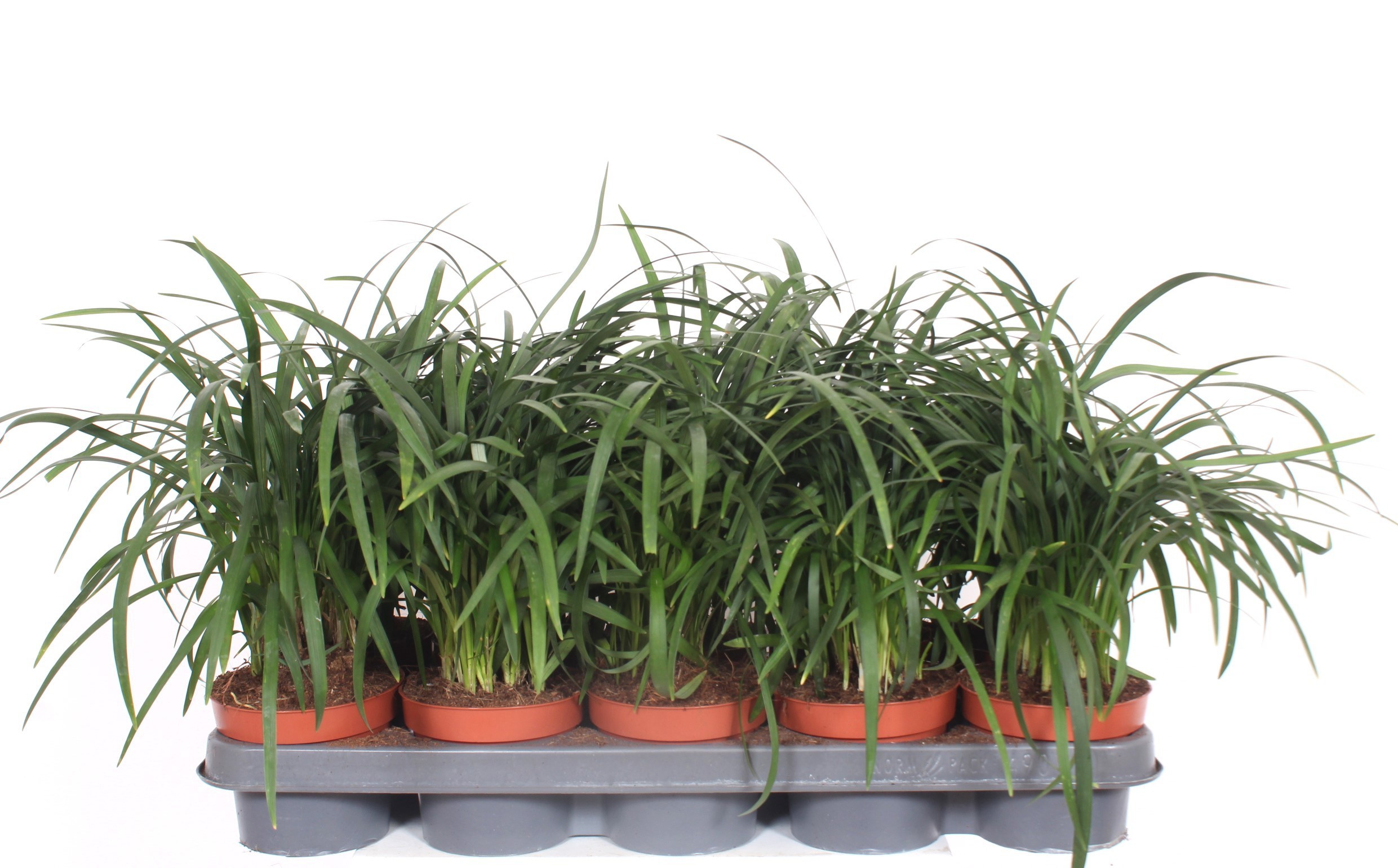 Горшечные цветы и растения оптом Liriope Spicata от 10шт из Голландии с доставкой по России