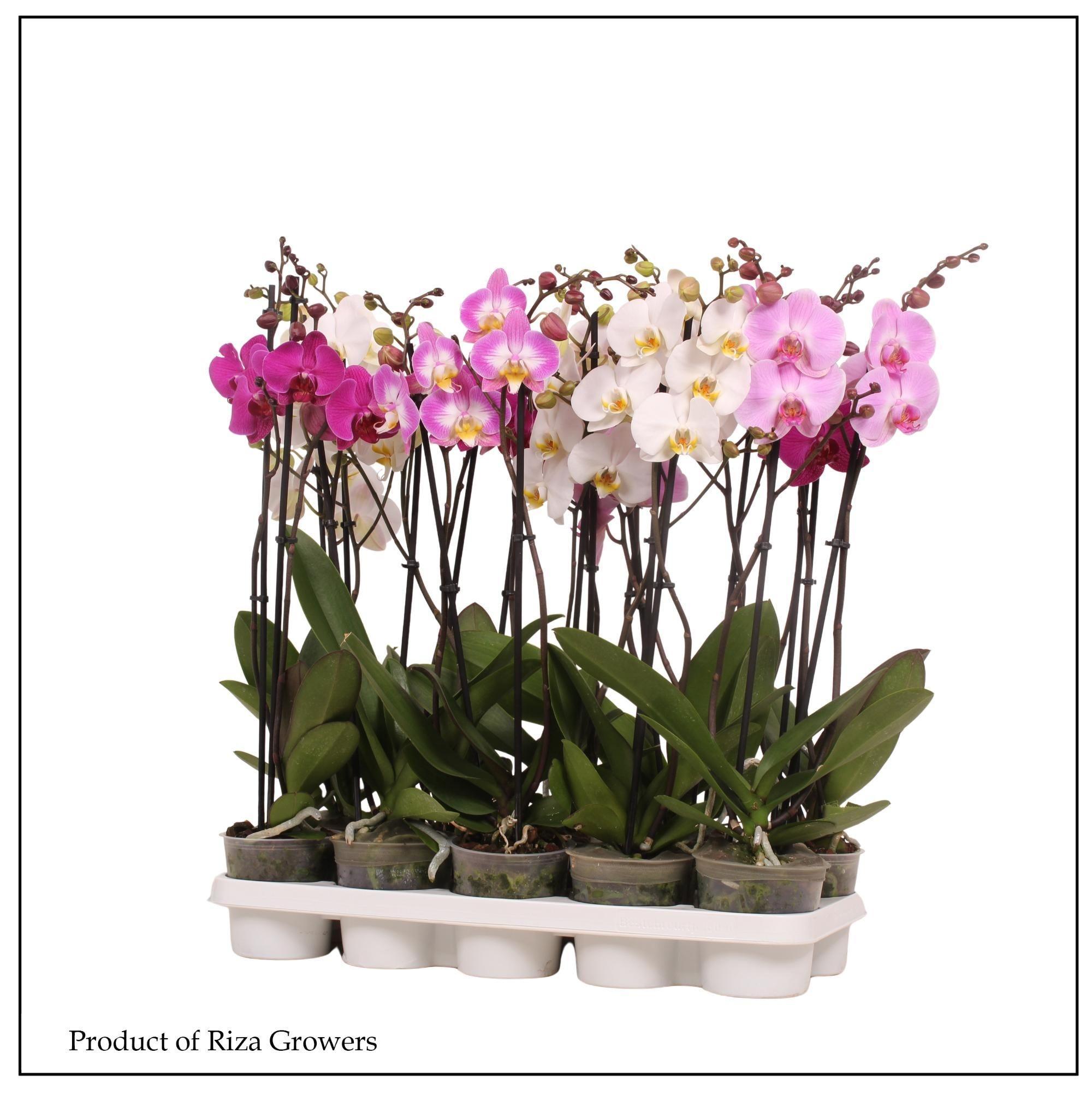 Горшечные цветы и растения оптом Phalaenopsis Mix 3 Kl. от 10шт из Голландии с доставкой по России