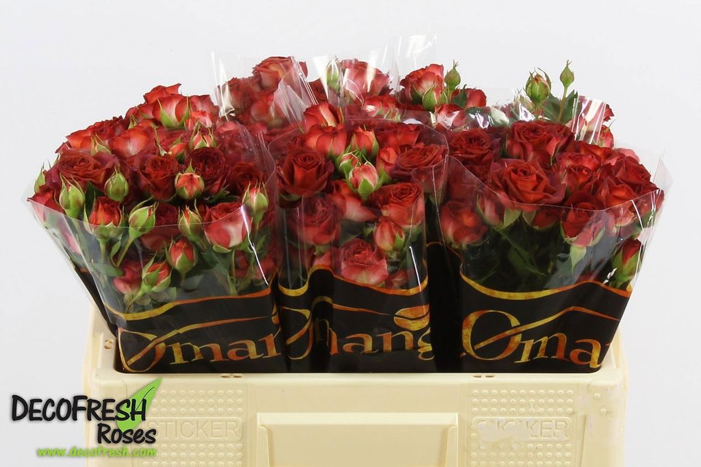 Срезанные цветы оптом Rosa spray chocolate bubbels от 40шт из Голландии с доставкой по России
