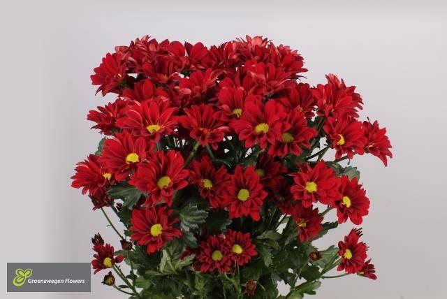 Срезанные цветы оптом Chrys sp merlot от 80шт из Голландии с доставкой по России Срезанные цветы оптом Chrys sp merlot от 80шт из Голландии с доставкой по России