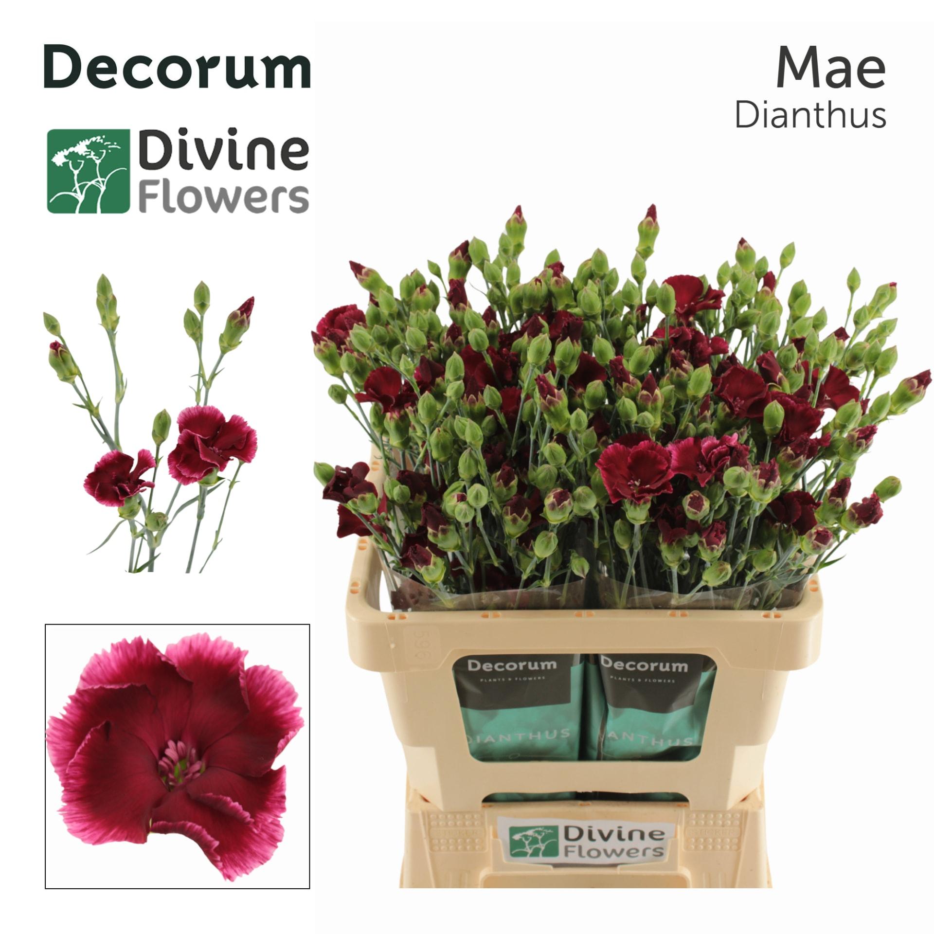Срезанные цветы оптом Dianthus sp solomio mae от 60шт из Голландии с доставкой по России