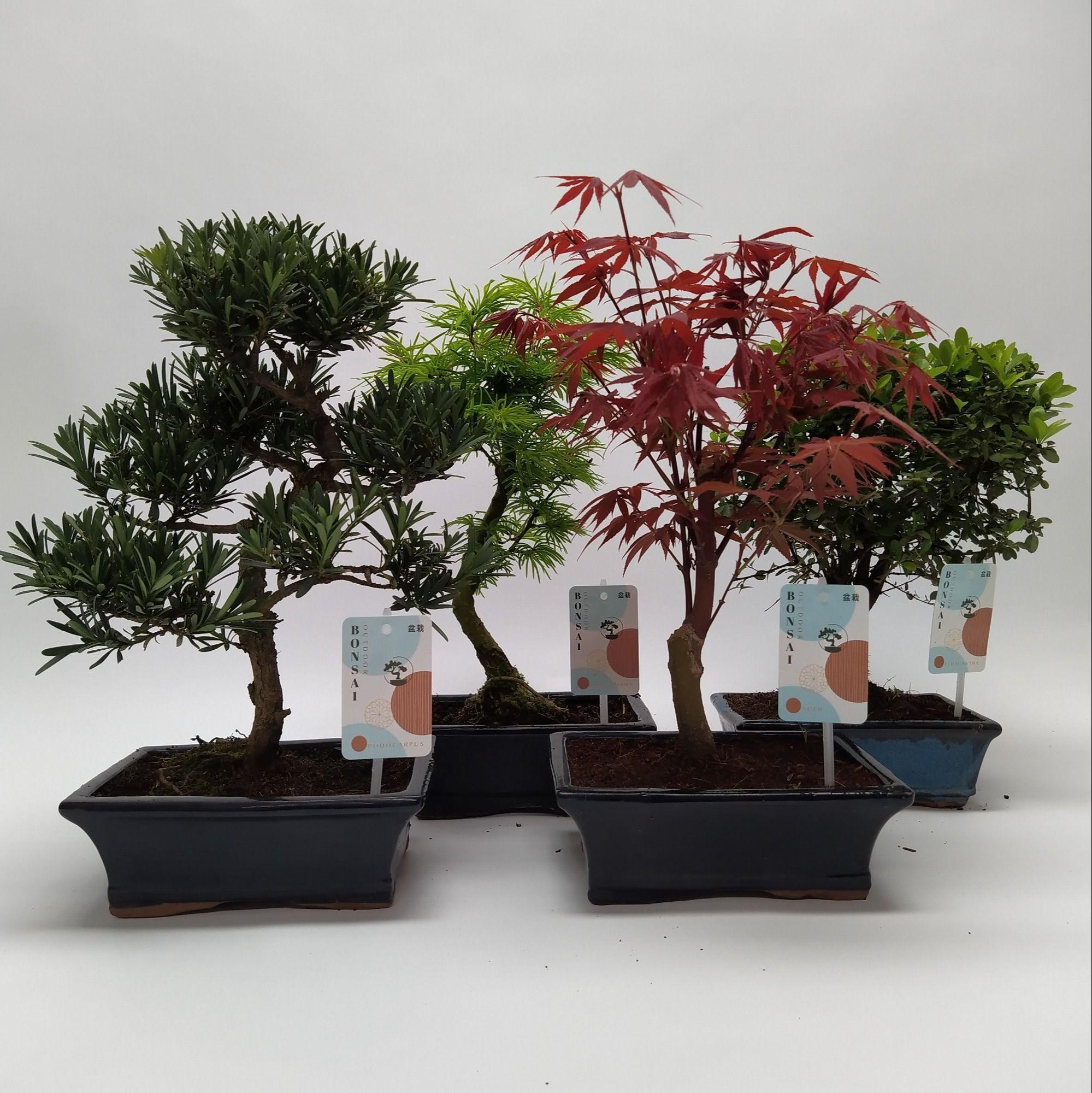 Горшечные цветы и растения оптом Bonsai Mix Outdoor от 5шт из Голландии с доставкой по России