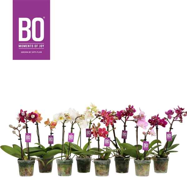 Горшечные цветы и растения оптом Phal 2st Mini Mix (opt-flor ) от 12шт из Голландии с доставкой по России