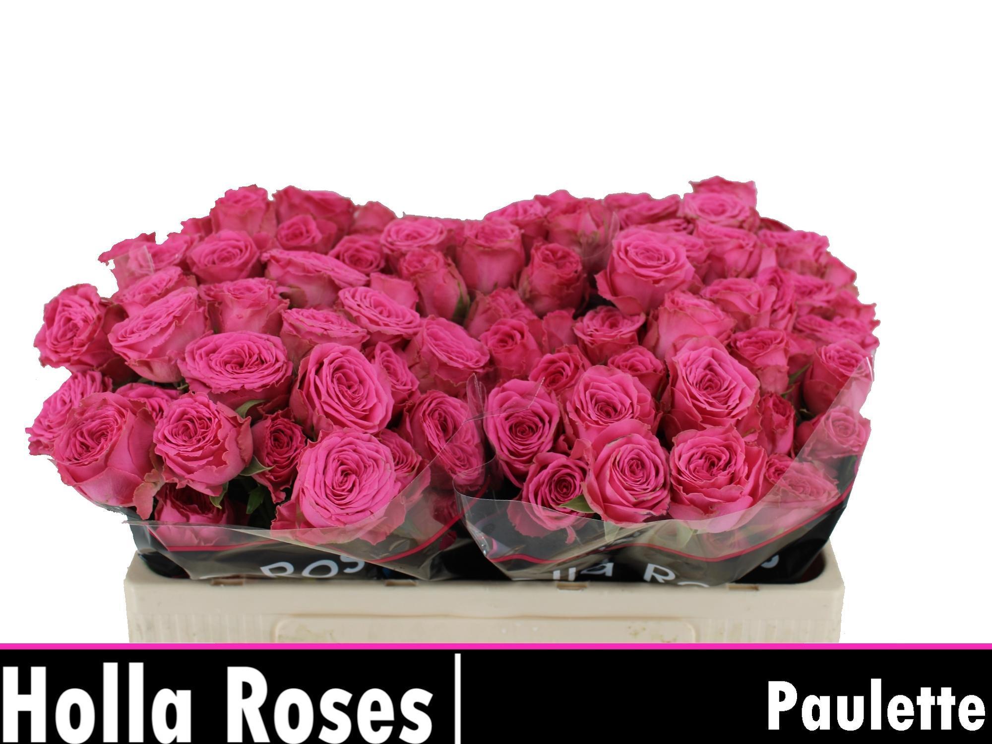 Срезанные цветы оптом Rosa spray paulette! от 40шт из Голландии с доставкой по России