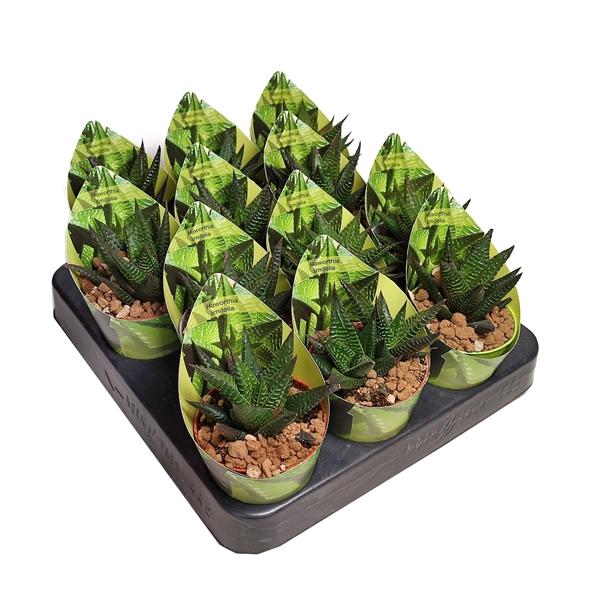 Горшечные цветы и растения оптом Haworthia Limifolia Potcover от 12шт (для телеги) из Голландии с доставкой по России