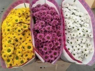 Срезанные цветы оптом Chrys sa mix in bucket 3 colour от 75шт из Голландии с доставкой по России
