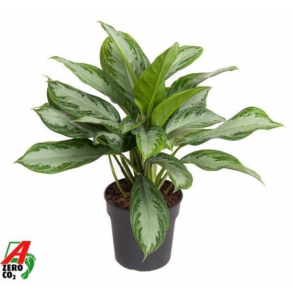 Горшечные цветы и растения оптом Aglaonema Silver Bay от 1шт из Голландии с доставкой по России