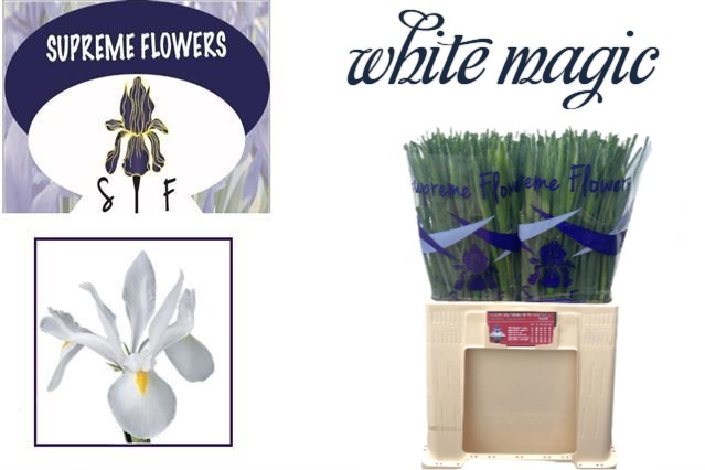 Срезанные цветы оптом Iris white magic от 300шт из Голландии с доставкой по России