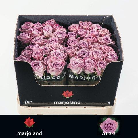 Срезанные цветы оптом Rosa large nayeli! от 50шт из Голландии с доставкой по России