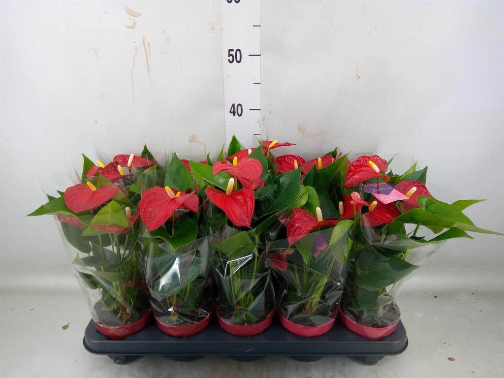 Горшечные цветы и растения оптом Anth An Bambino Red 4+ от 10шт из Голландии с доставкой по России