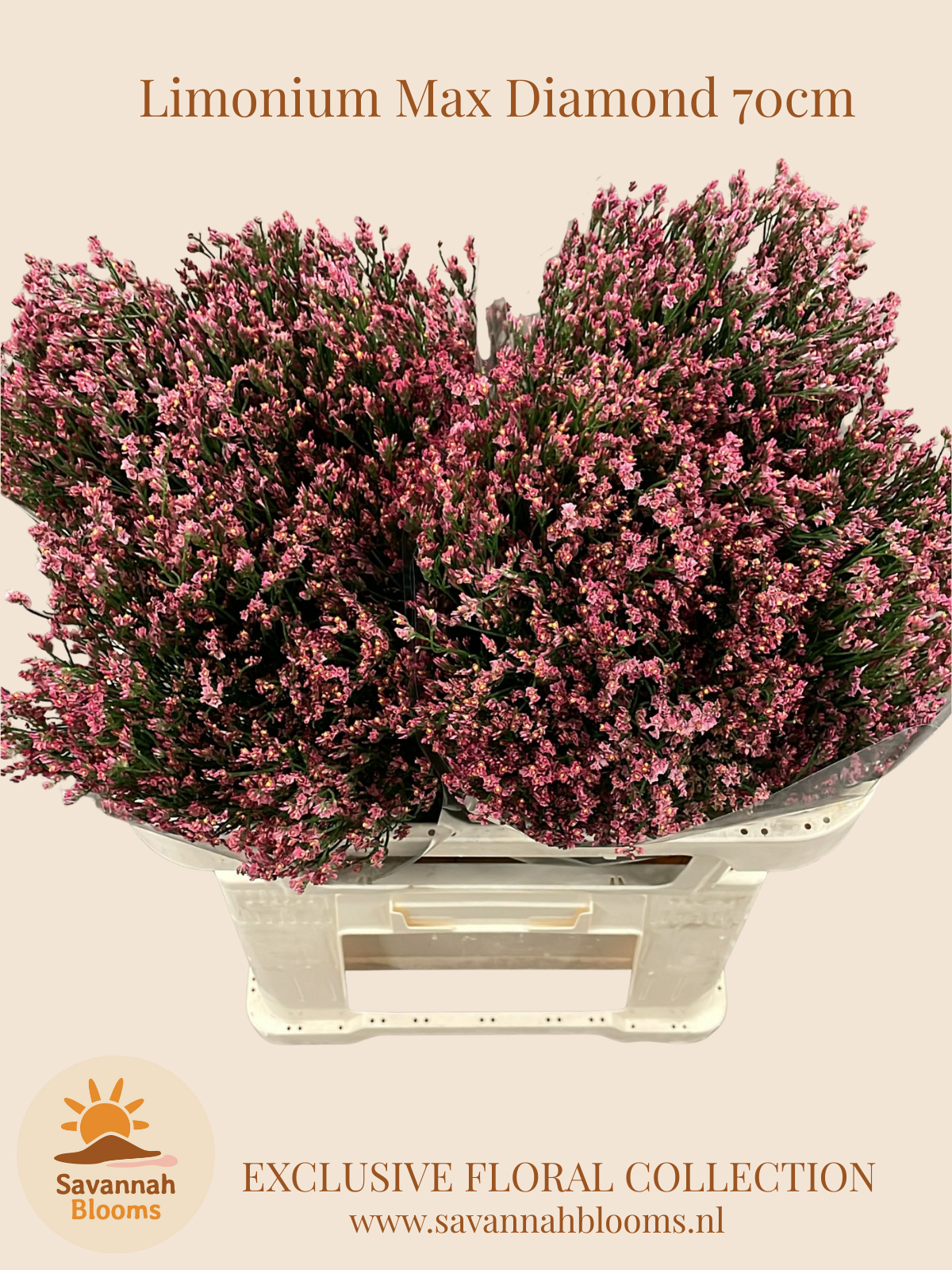 Срезанные цветы оптом Limonium maxima diamond от 50шт из Голландии с доставкой по России