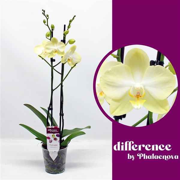 Горшечные цветы и растения оптом Phal 2st Amadeus 18+ (phalaenova) от 10шт из Голландии с доставкой по России